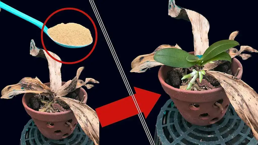 Mŕtva ORCHIDEA okamžite ožije: Táto výživa vám ju zaručene zachráni!