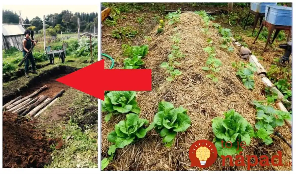 4 roky neviem, čo sú hnojivá a úrodu len prekvitá: Dajte si do záhrady tento starý zázrak – nestojí nič a slúži celé roky!