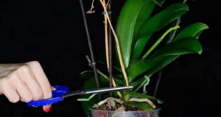 Pre toto mi už mesiace nekvitla orchidea: Pestovateľ poradil ZARUČENÝ spôsob, ako rozkvitnúť aj starú rastlinu!