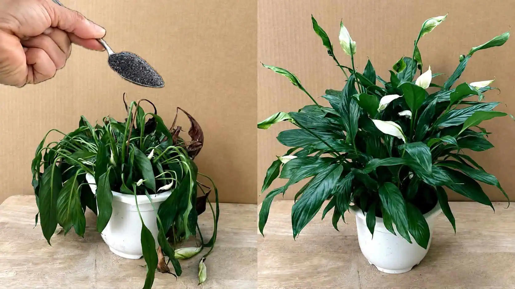1 lyžica rovno do črepníka a LOPATKOVEC (Spathiphyllum) opäť krásne kvitne: TU je recept, ktorý ho zachránil!
