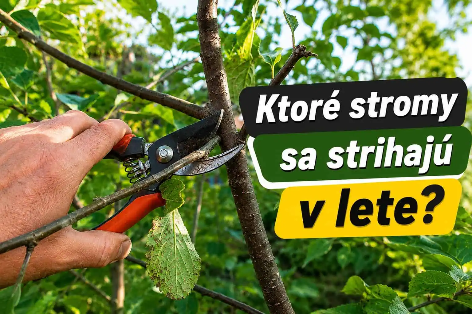 Letný rez stromov: Prečo je potrebný a ako ho robiť správne? Skúsení záhradkári naň nedajú dopustiť!