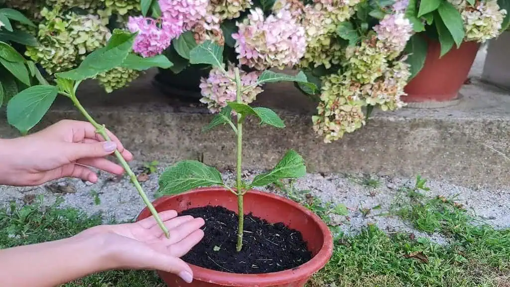 Chcete o rok veľa veľkých kvetov? Namnožte si HORTENZIE v septembri podľa tohoto návodu, nič viac!