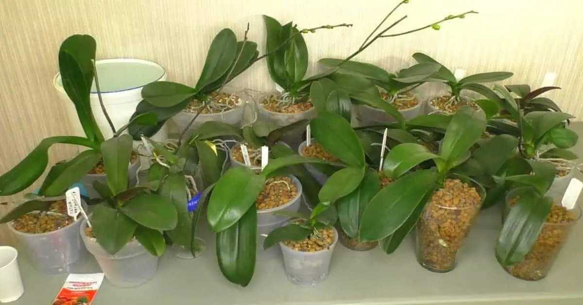Krásne zdravé listy a bohaté kvitnutie každej orchidey: Majiteľka kvetinárstva mi poradila túto domácu výživu!