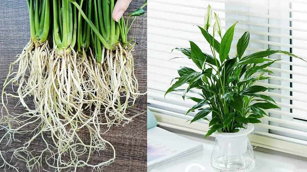 Najjednoduchší spôsob, ako pestovať Lopatkovec (Spathiphyllum) bez pôdy: Absorbuje toxíny zo vzduchu!