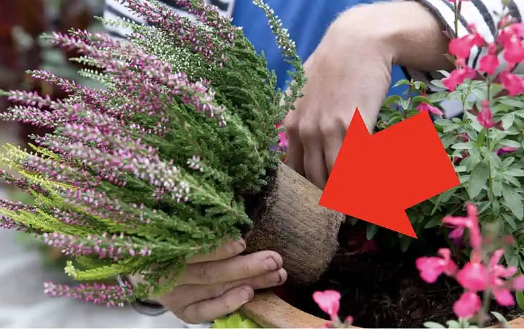 Konečne viem, prečo moje VRESY zvädli: Keby som vedela, že im stačí dať toto, urobila by som to pred rokmi – nič to nestojí!