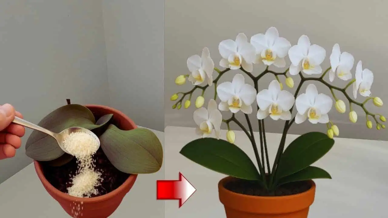 Táto orchidea nerástla 6 mesiacov, kým som jej nedala toto: Zrazu ožila a kvitne ako šialená!