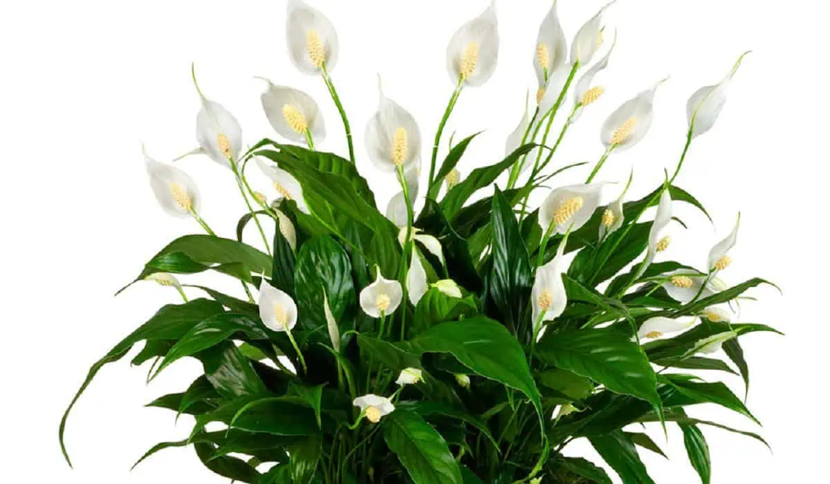 Ženské šťastie ((Spathiphyllum): Toto je dôvod, prečo by mala byť v každom jednom dome!