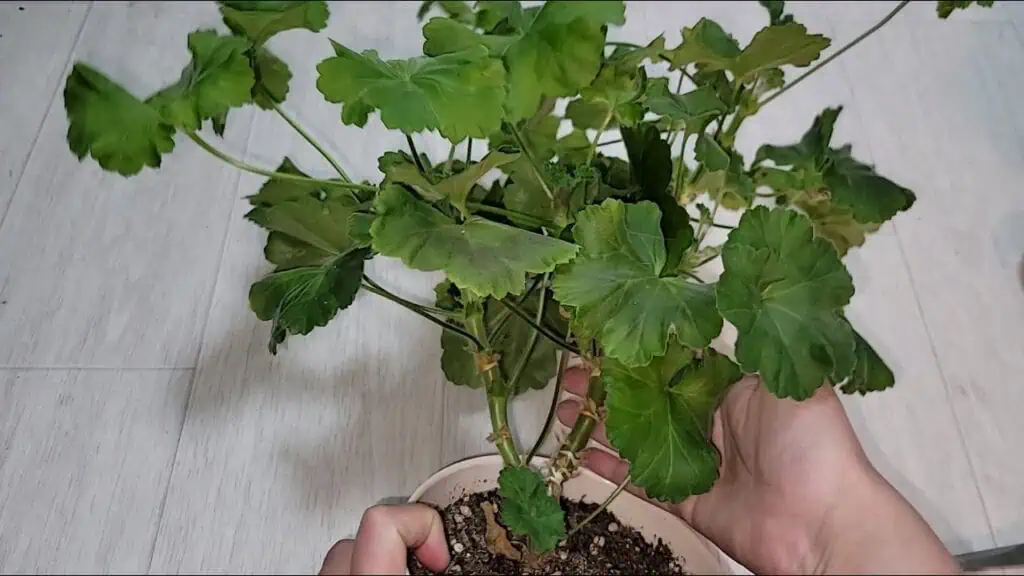 Nevyhnutne to spravte s MUŠKÁTMI na jeseň: Po zime budú zdravé, silné a kvitnú DVAKRÁT viac!