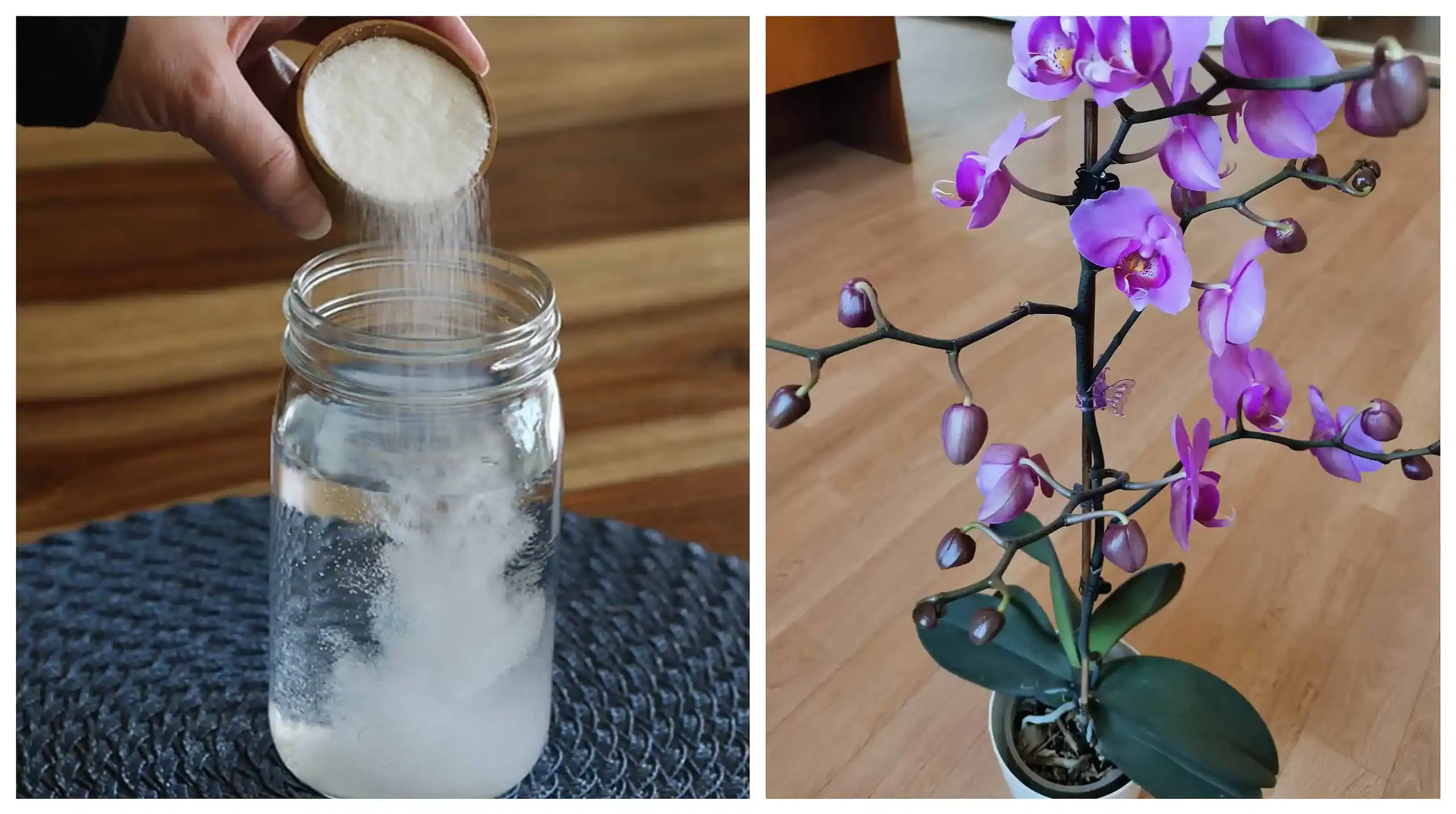 Moja orchidea dostala ŠOKOVÚ výživu a takto sa mi odvďačila: Kvitne po dvoch rokoch!
