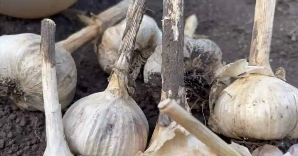 Pred výsadbou nezabudnite dať CESNAKU obyčajnú soľ: TRIK pre obrovskú úrodu a veľké hlávky!