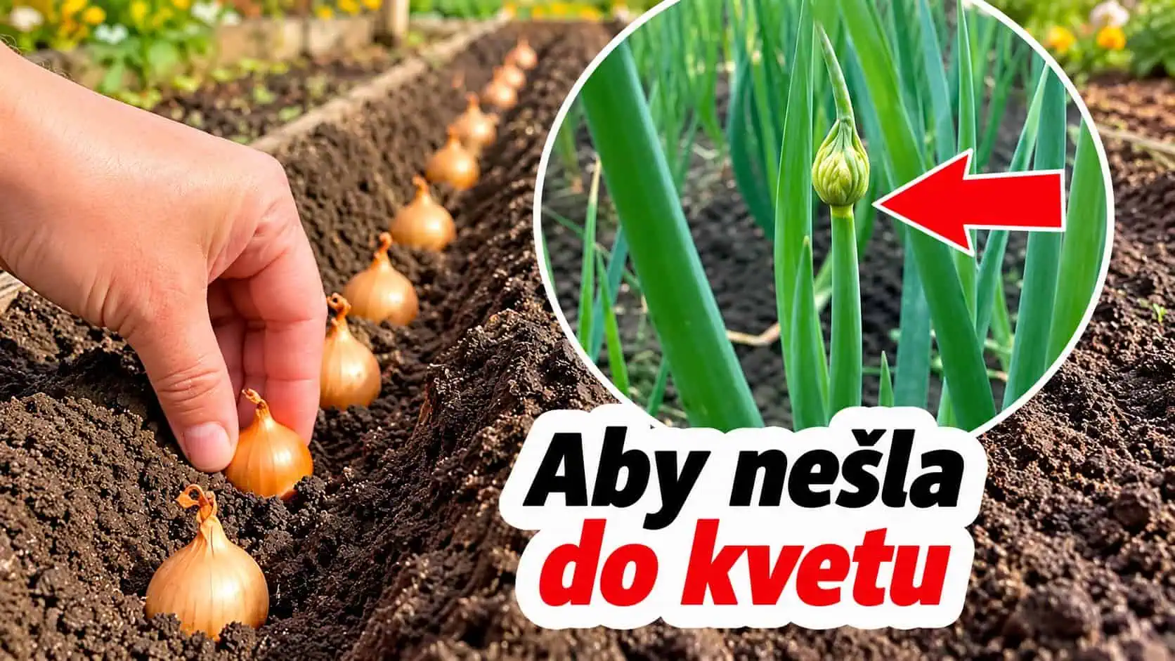 Jesenná výsadba cibule má svoje pravidlá: Dodržte týchto 7 zásad a na budúci rok sa dočkáte veľkých hlavičiek!